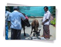 KMC Public School - Pongal