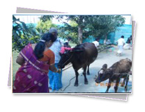 KMC Public School - Pongal