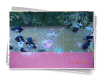 KMC Public School - Rangoli